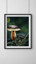 Load image into Gallery viewer, Mushroom &quot;Marius&quot;- Fine Art Wall Art