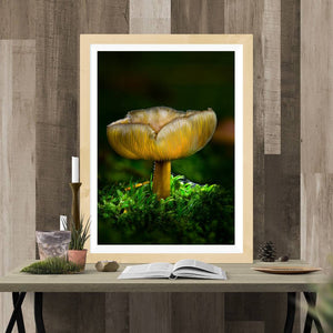Mushroom "Lily"- Fine Art Wall Art