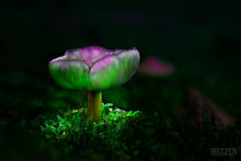Load image into Gallery viewer, Mushroom &quot;Symphonie&quot;- Fine Art Wall Art