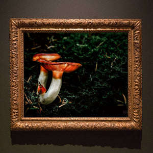 Mushroom "Mabels"- Fine Art Wall Art