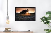 Load image into Gallery viewer, Lonely Tree in Field of Heathers- Fine Art Wall Art