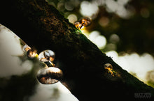 Load image into Gallery viewer, Mushroom &quot;Little Lamps&quot;- Fine Art Wall Art