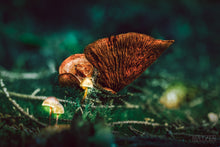 Load image into Gallery viewer, Mushroom &quot;Lucian&quot;- Fine Art Wall Art