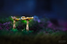 Load image into Gallery viewer, Mushroom &quot;Lifecycle&quot;- Fine Art Wall Art