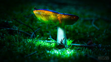 Load image into Gallery viewer, Mushroom &quot;Loreant Psychadelic&quot;- Fine Art Wall Art